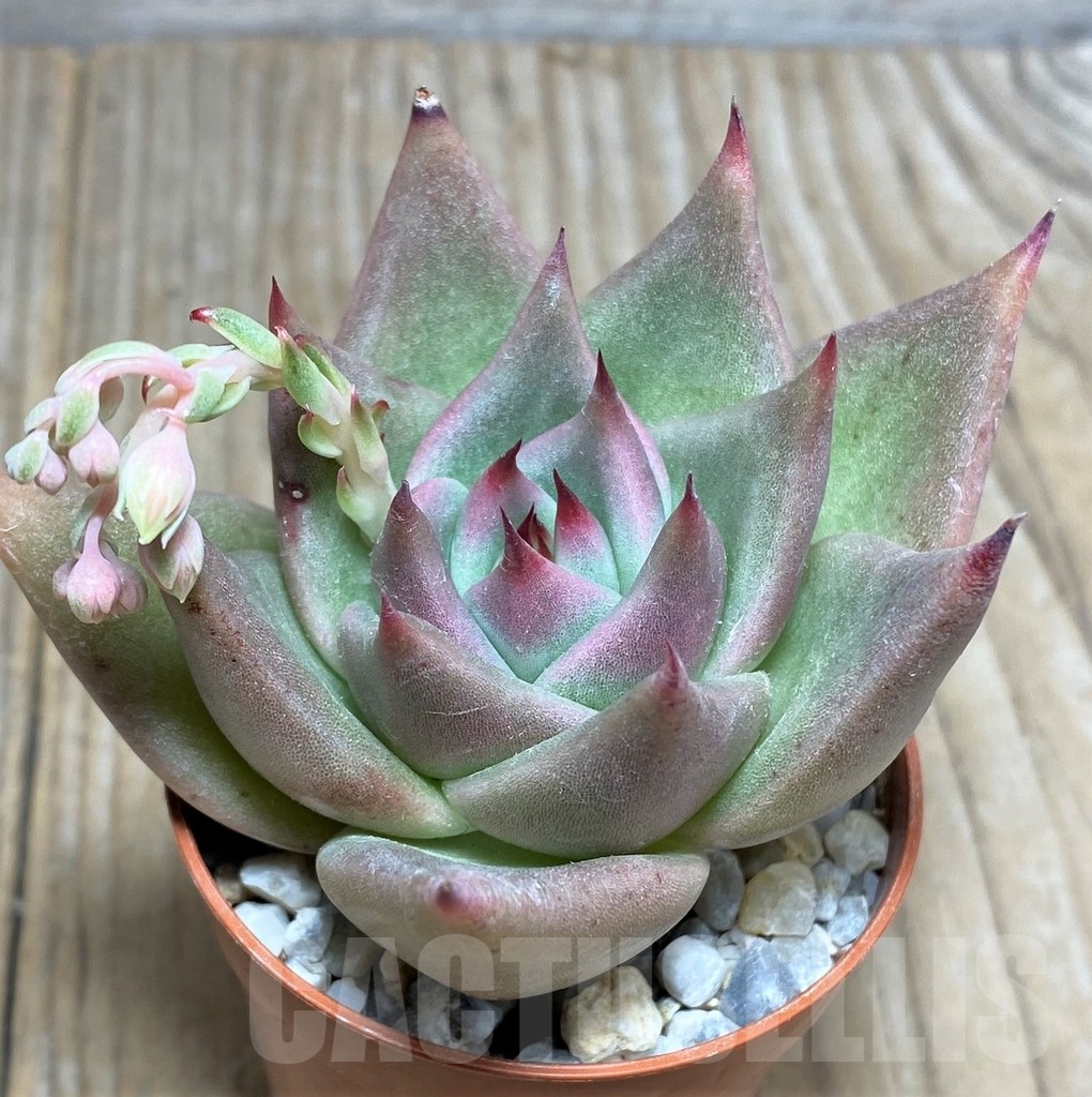 SHPR20000 Echeveria agavoides hybrid