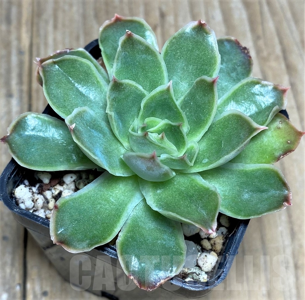 SHPR20002 Echeveria pulidonis hybrid - Image 2