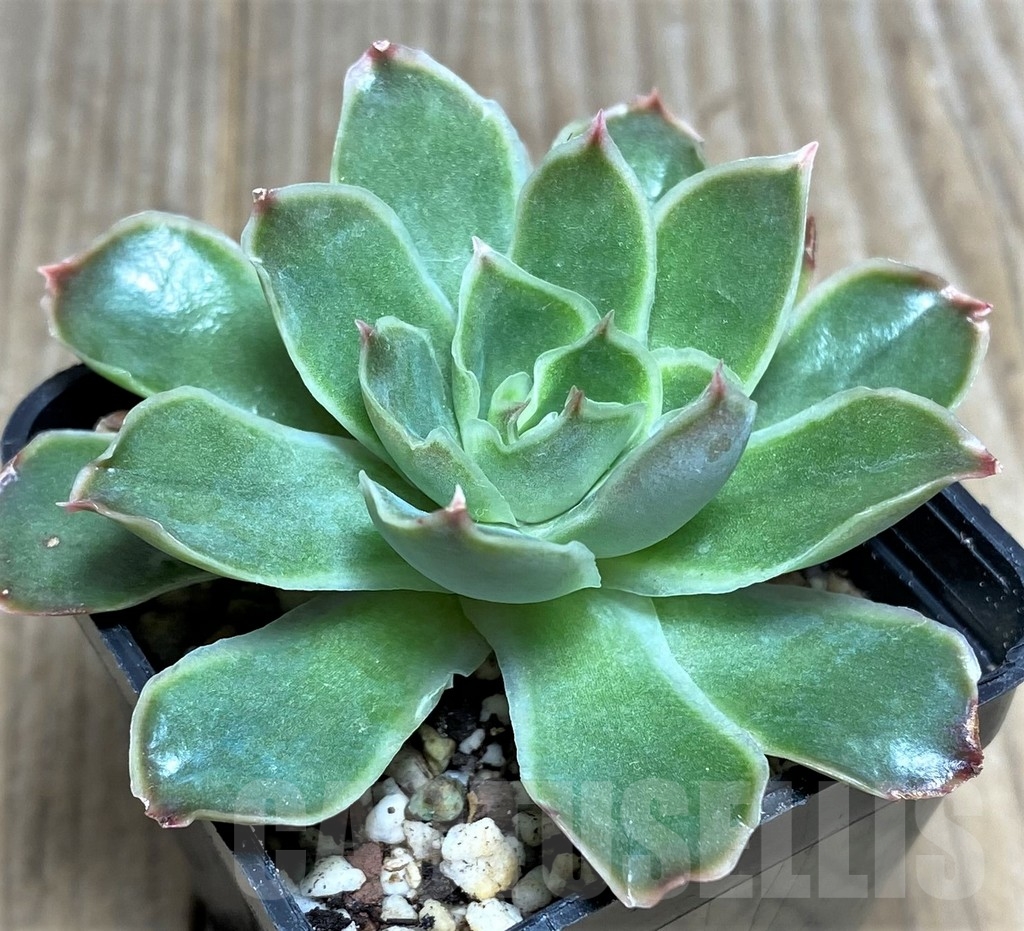 SHPR20002 Echeveria pulidonis hybrid