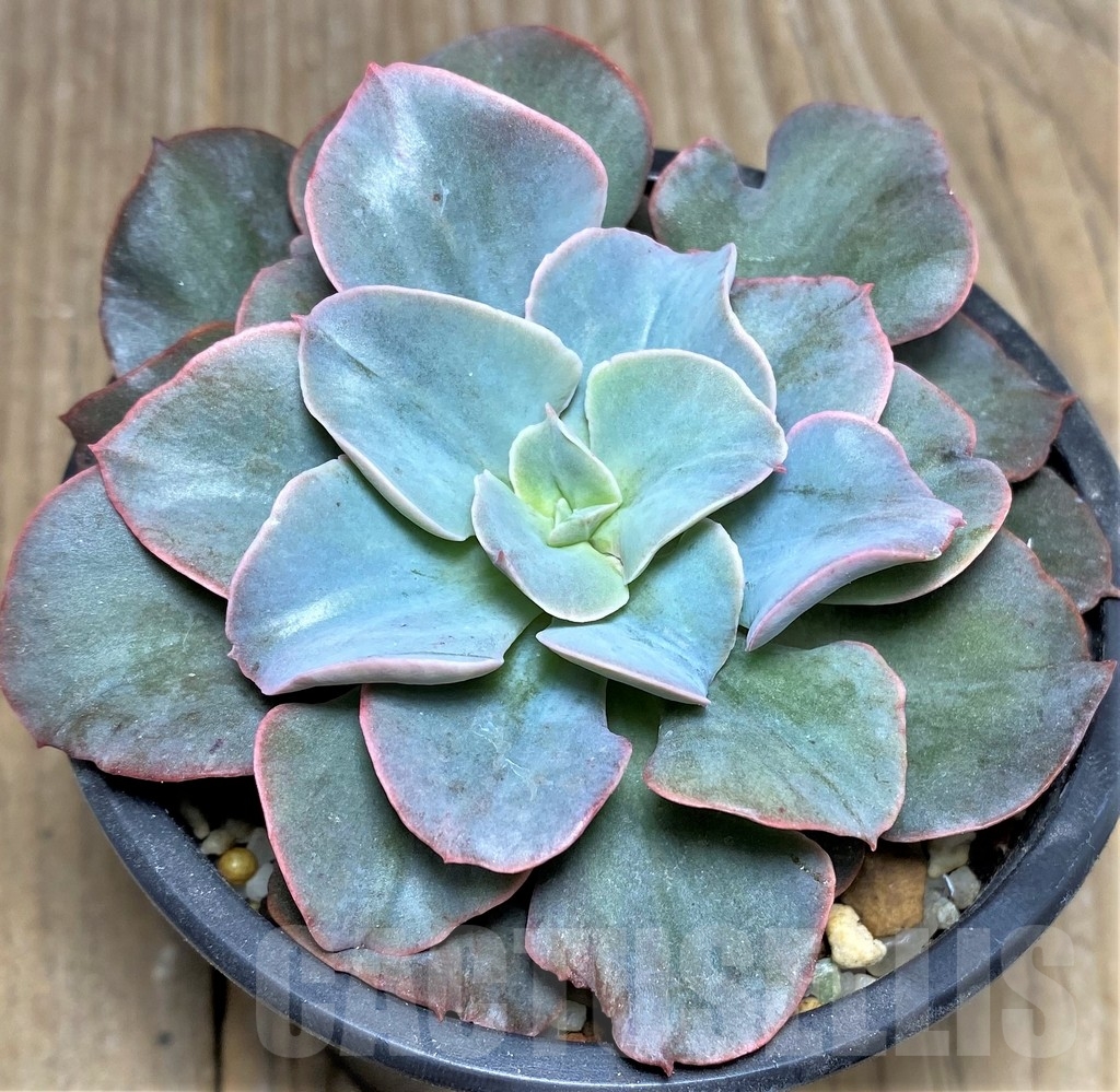SHPR20003 Echeveria hybrid