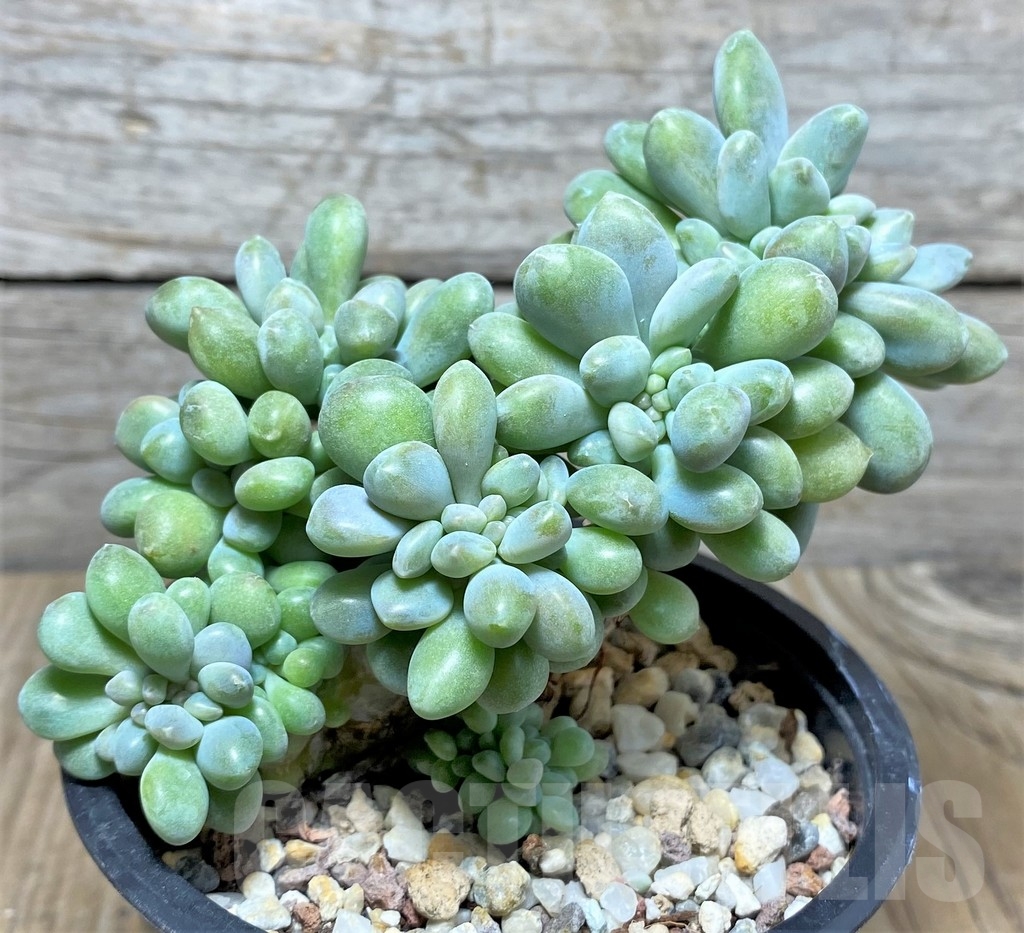 SHPR20004 Pachyveria 'Clavifolia' f. cristata