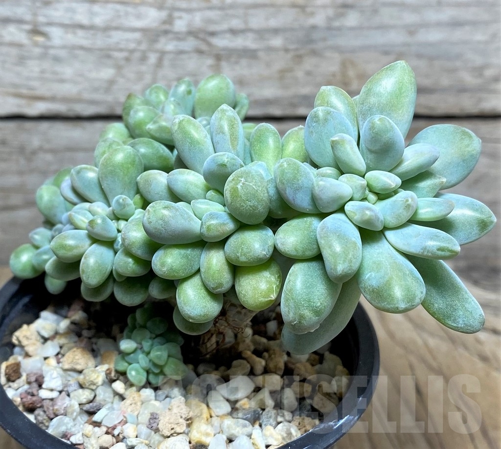 SHPR20004 Pachyveria 'Clavifolia' f. cristata - Image 2