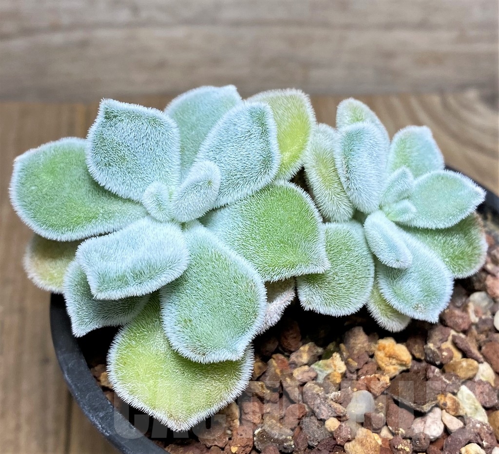 SHPR20005 Echeveria pulvinata 'Frosty'