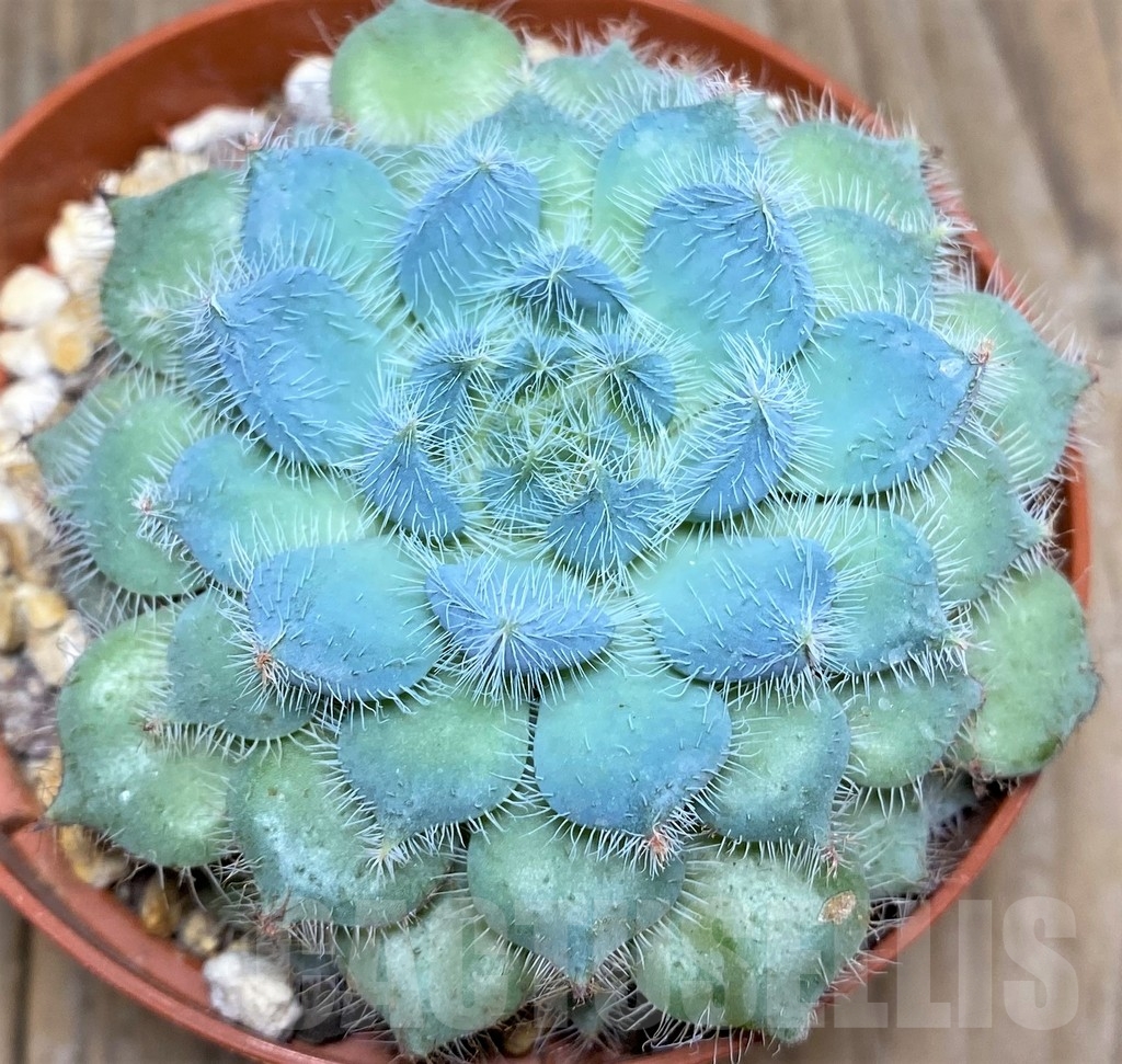 SHPR20007 Echeveria setosa v. deminuta