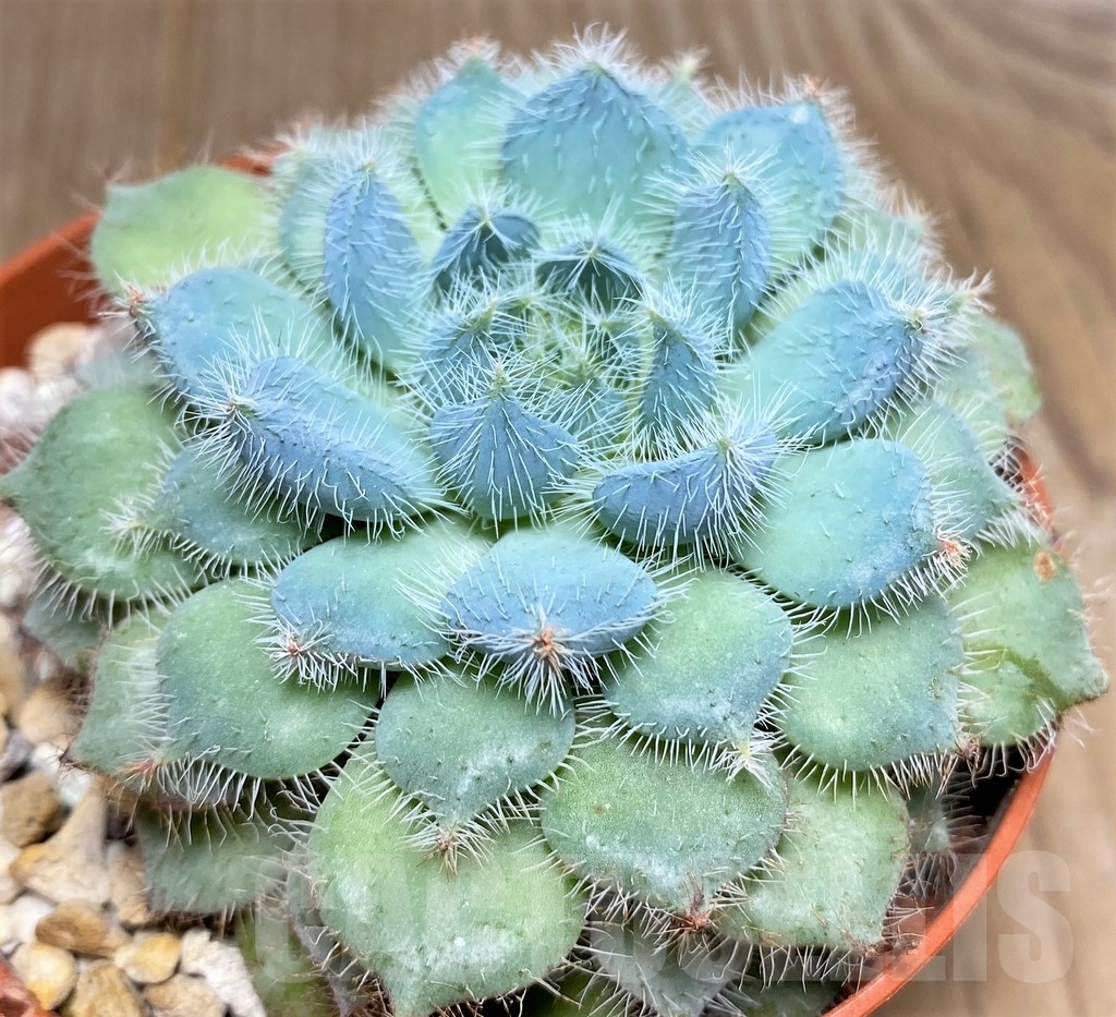SHPR20007 Echeveria setosa v. deminuta - Image 2