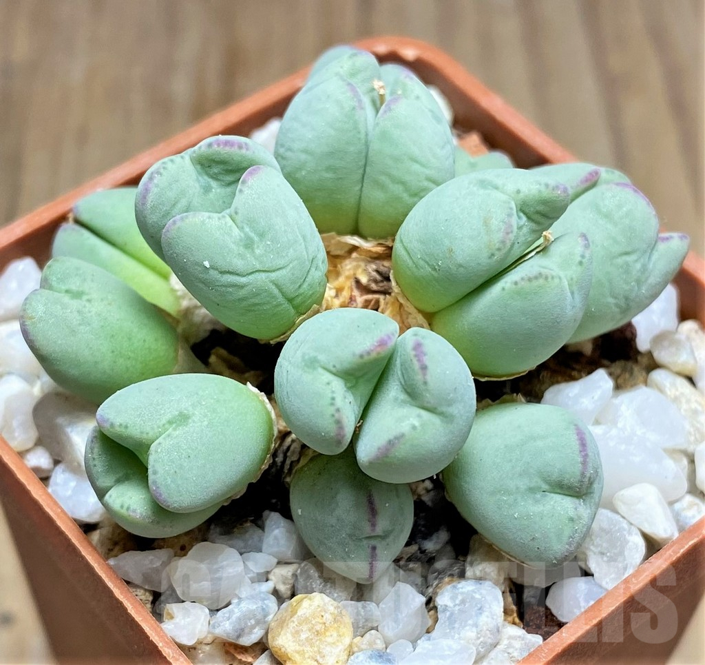 SHPR19431 Conophytum bilobum ssp. altum