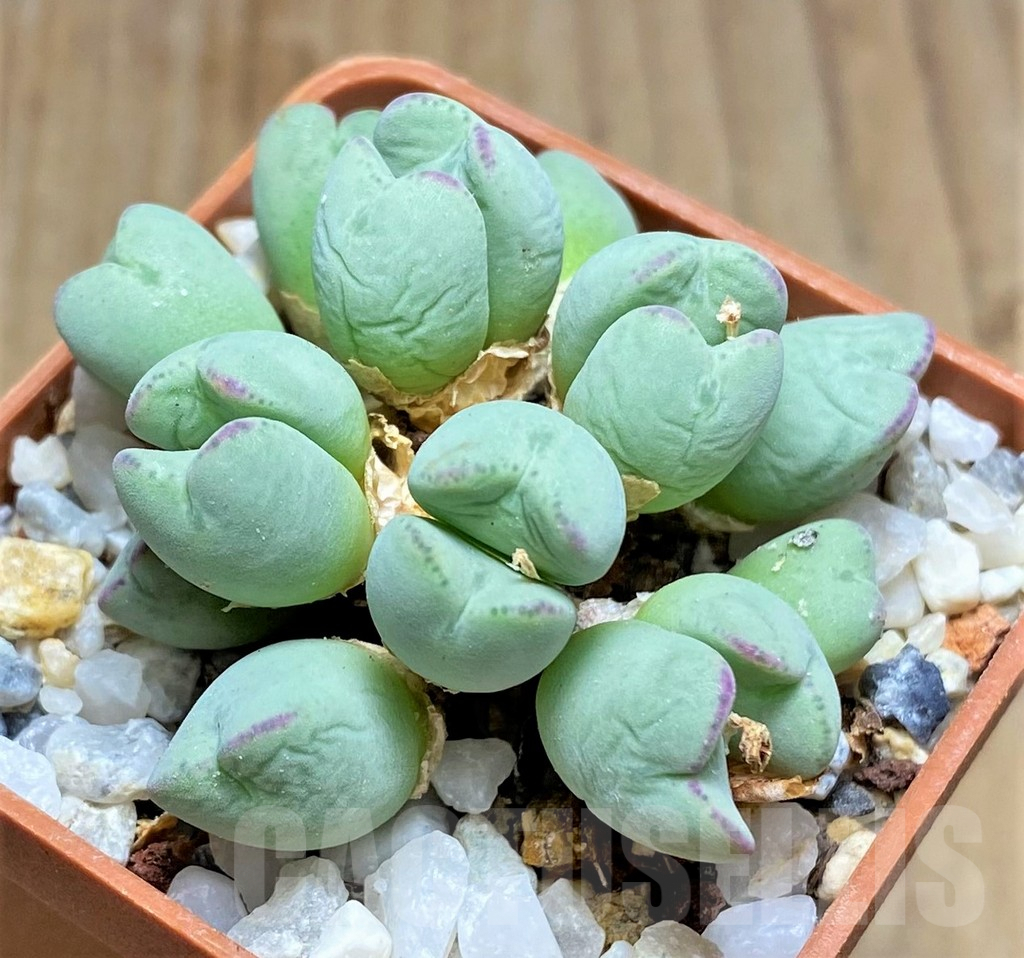 SHPR19431 Conophytum bilobum ssp. altum - Image 2