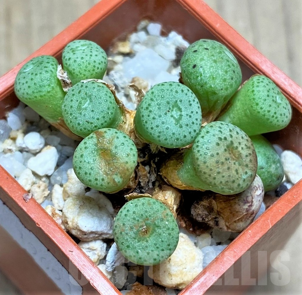 SHPR19691 Conophytum obscurum SB 2037 -Farquharsonkop-