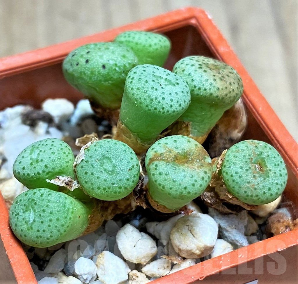 SHPR19691 Conophytum obscurum SB 2037 -Farquharsonkop- - Imagen 2
