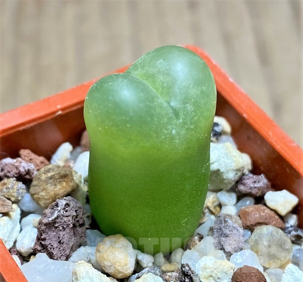 SHPR19699 Conophytum maughanii -Kangas-