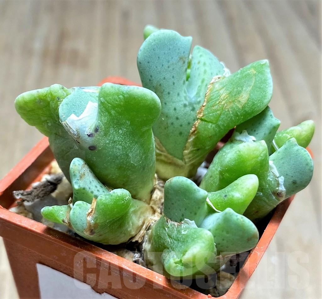 SHPR19818 Conophytum quaesitum v. rostratum