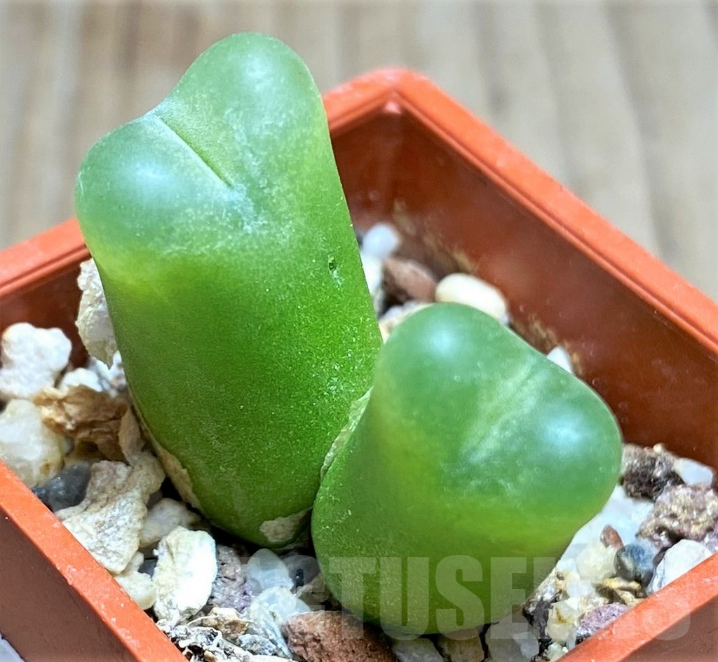 SHPR19827 Conophytum maughanii -Kangas- - immagine 2