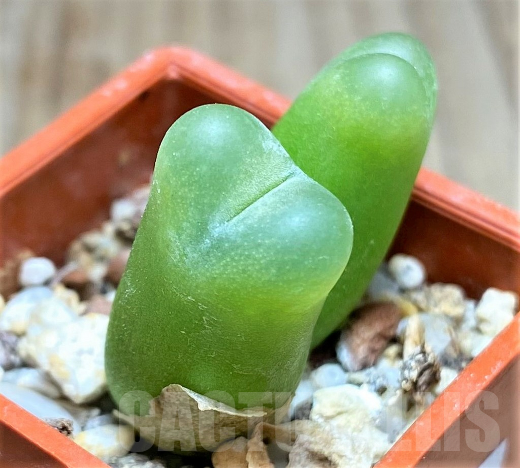SHPR19827 Conophytum maughanii -Kangas-