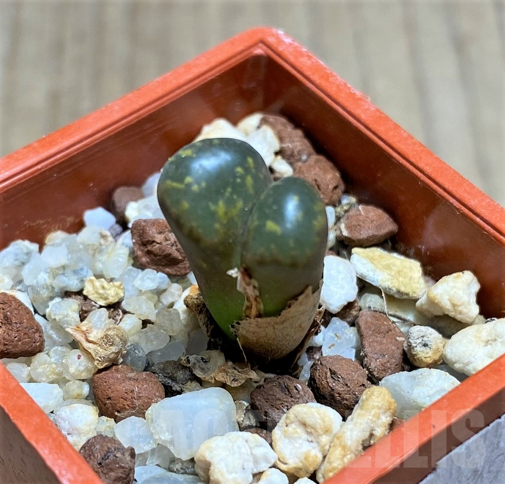 SHPR19829 Conophytum pellucidum - Image 2