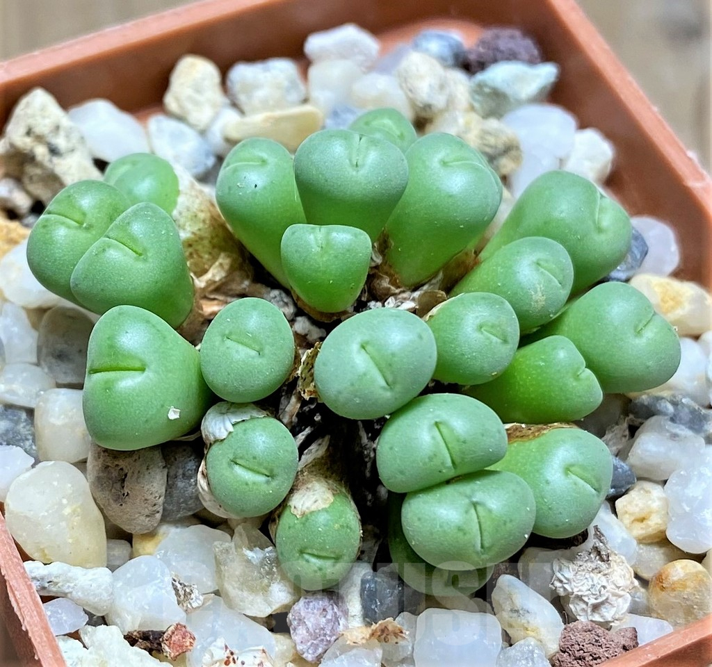SHPR20758 Conophytum pygmaeum