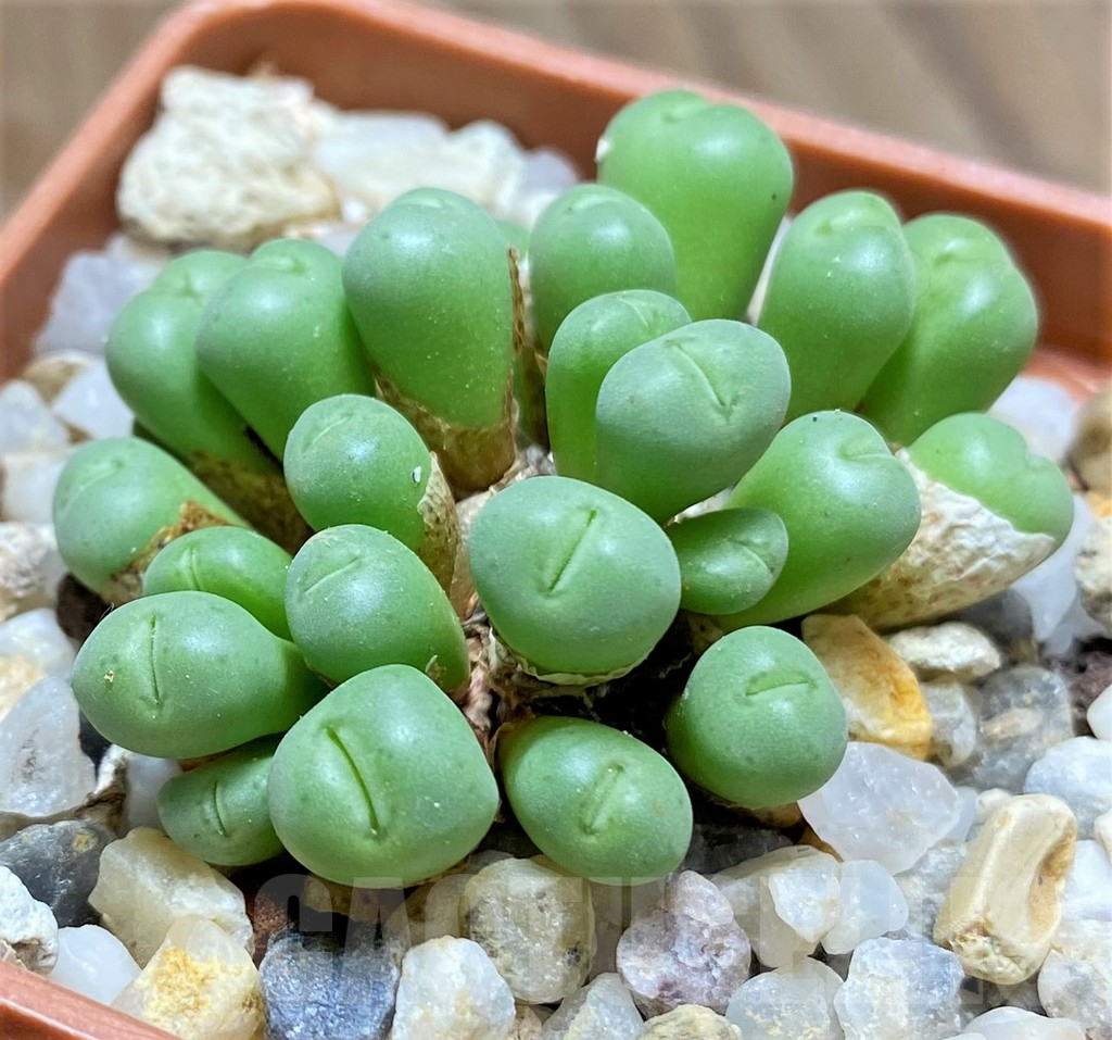 SHPR20758 Conophytum pygmaeum - Imagen 2