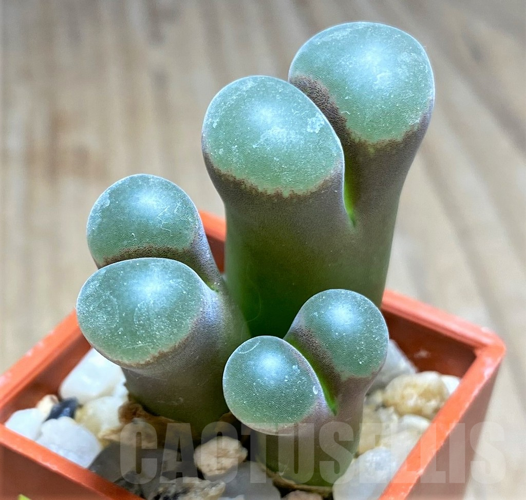 SHPR25854 Conophytum praesectum