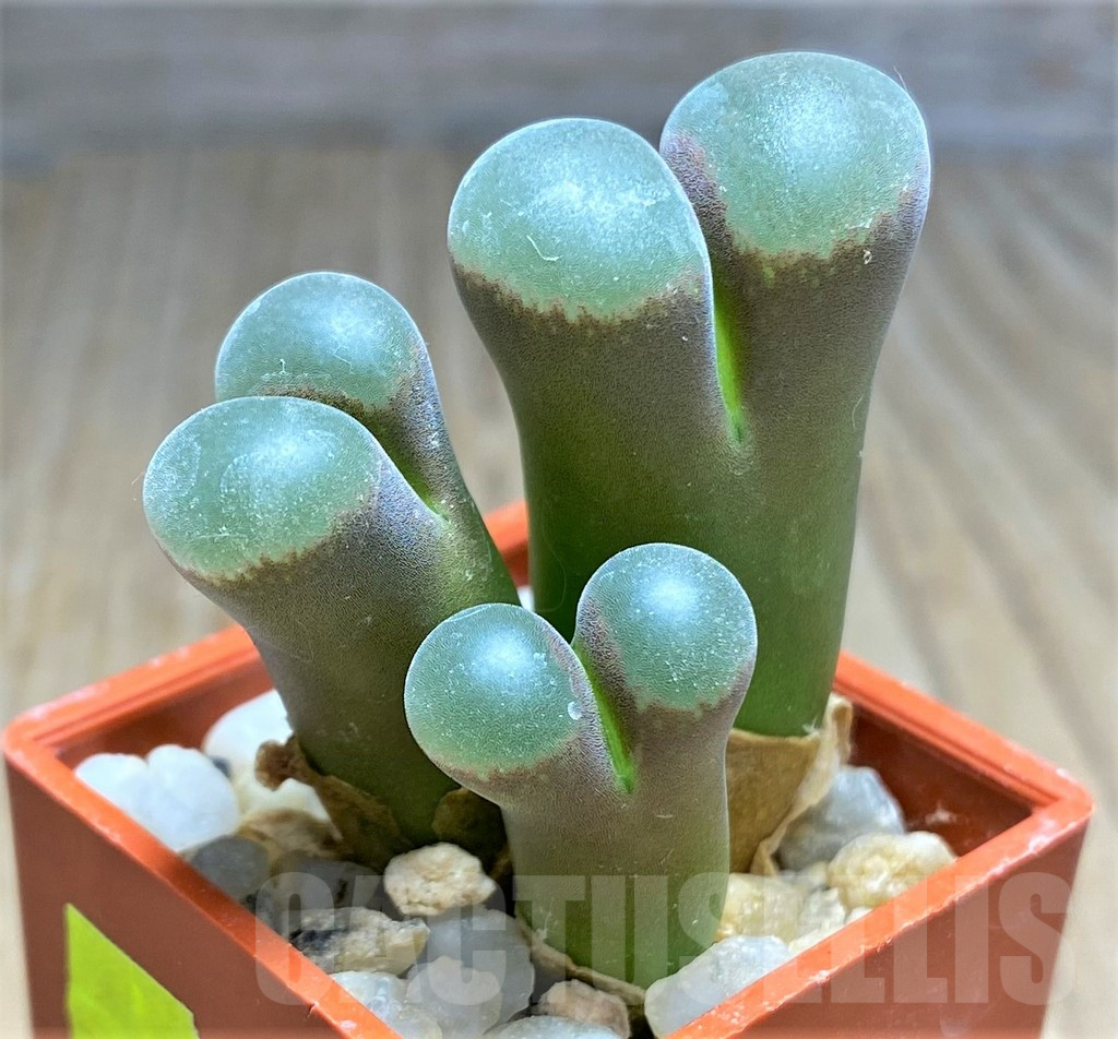 SHPR25854 Conophytum praesectum – Bild 2