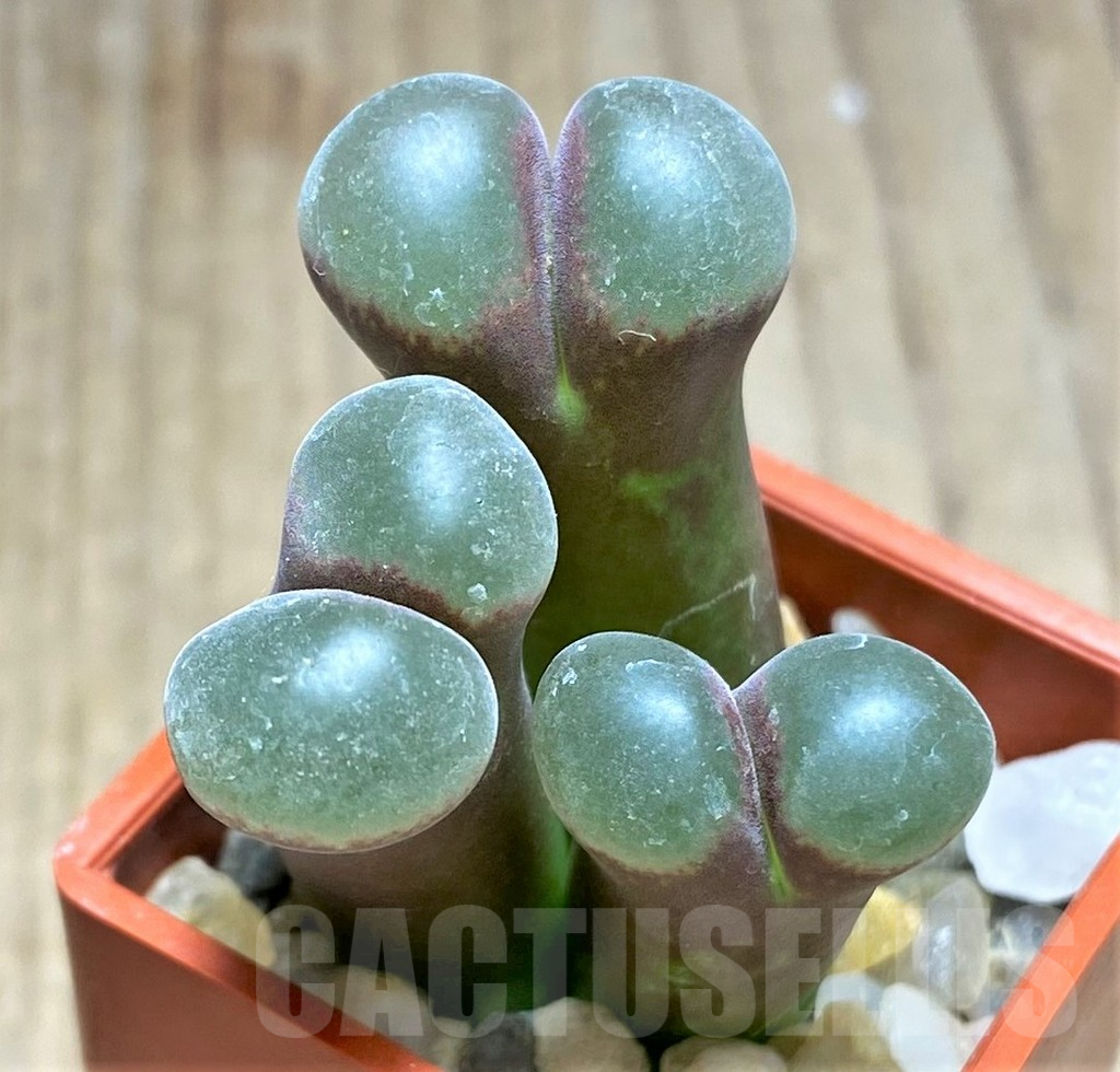 SHPR25855 Conophytum praesectum