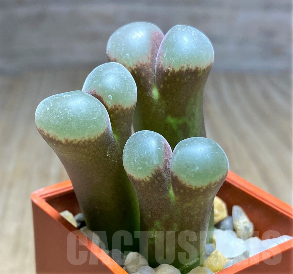 SHPR25855 Conophytum praesectum - Imagen 2