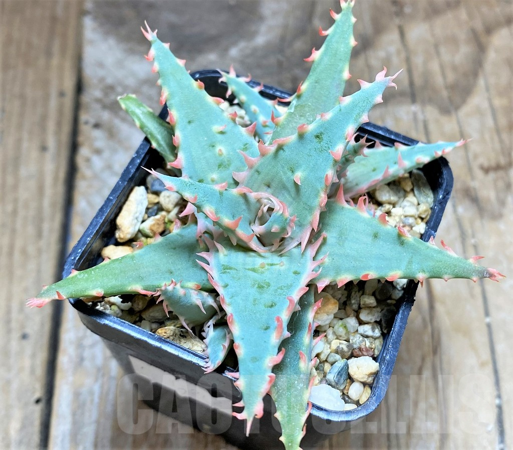 SHPR34647 Aloe TCT hybrid - Image 2