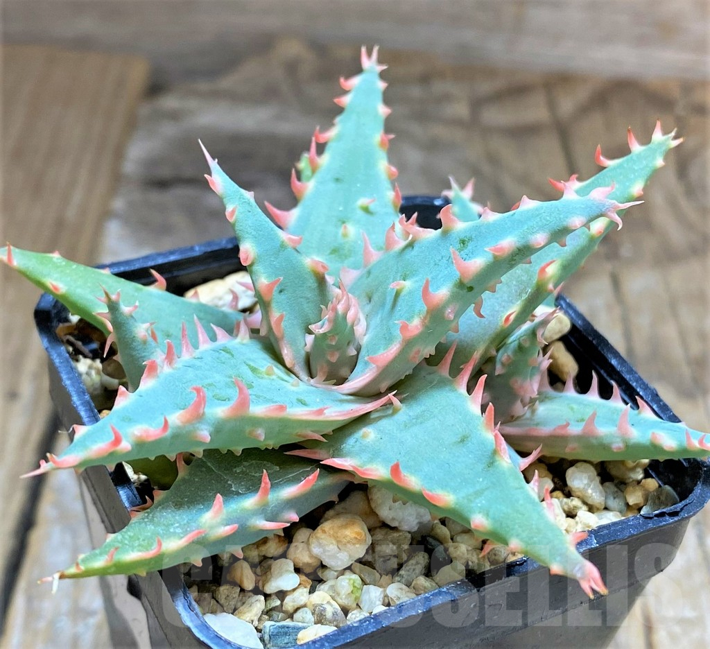 SHPR34647 Aloe TCT hybrid