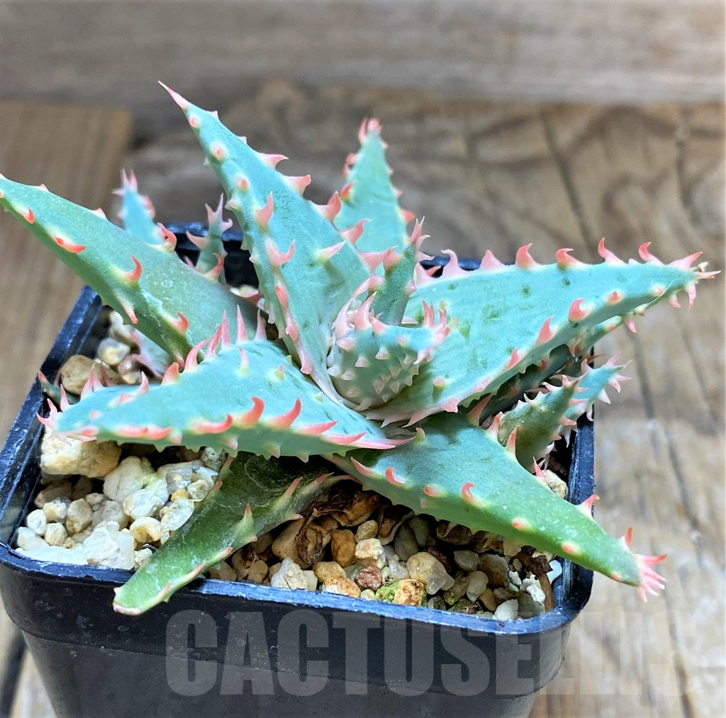 SHPR34647 Aloe TCT hybrid - Image 3