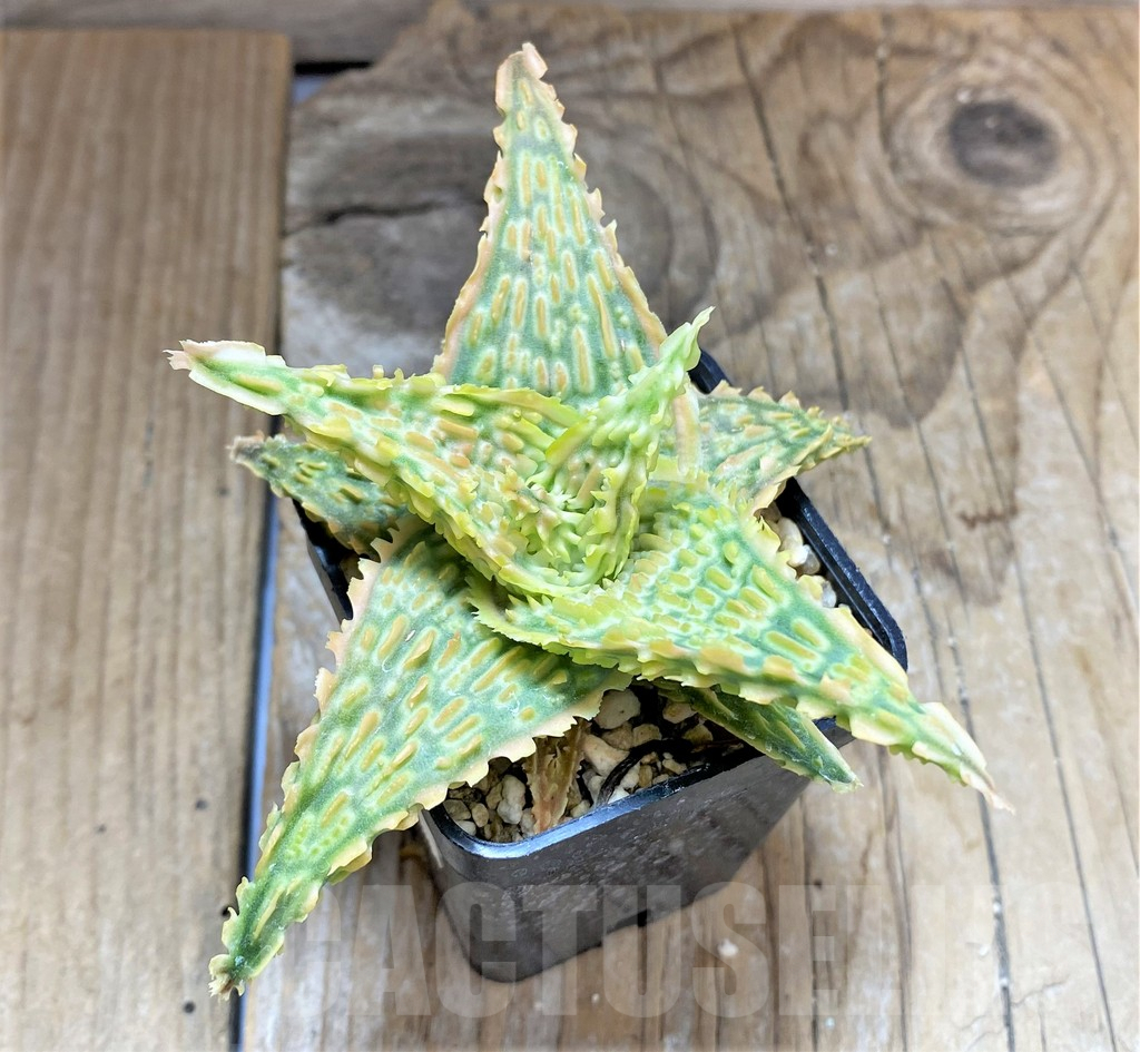 SHPR34648Aloe TCT hybrid - Image 2