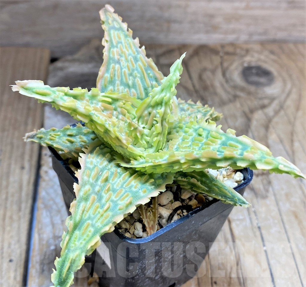 SHPR34648Aloe TCT hybrid