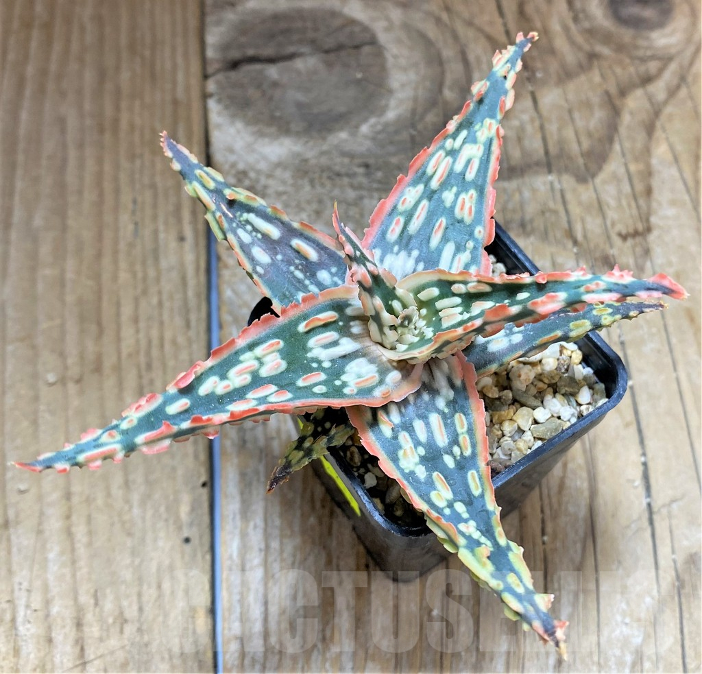 SHPR34649 Aloe TCT hybrid - Image 2