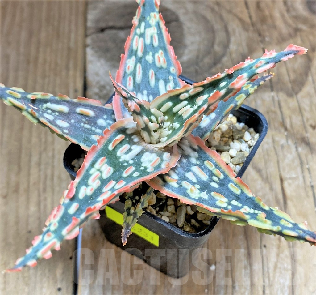 SHPR34649 Aloe TCT hybrid