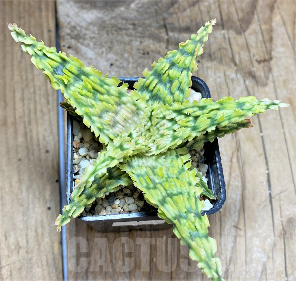 SHPR34650 Aloe TCT hybrid - Image 2