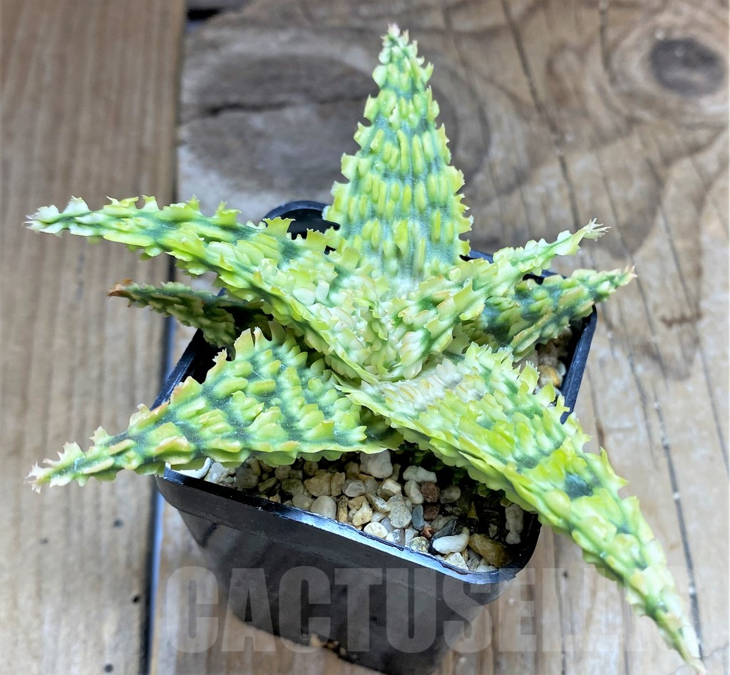 SHPR34650 Aloe TCT hybrid