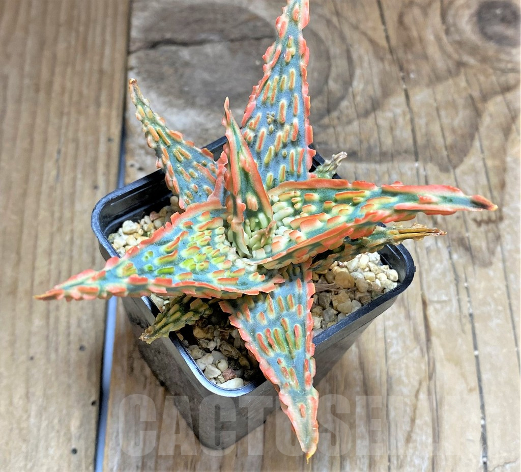 SHPR34651 Aloe TCT hybrid - Image 2