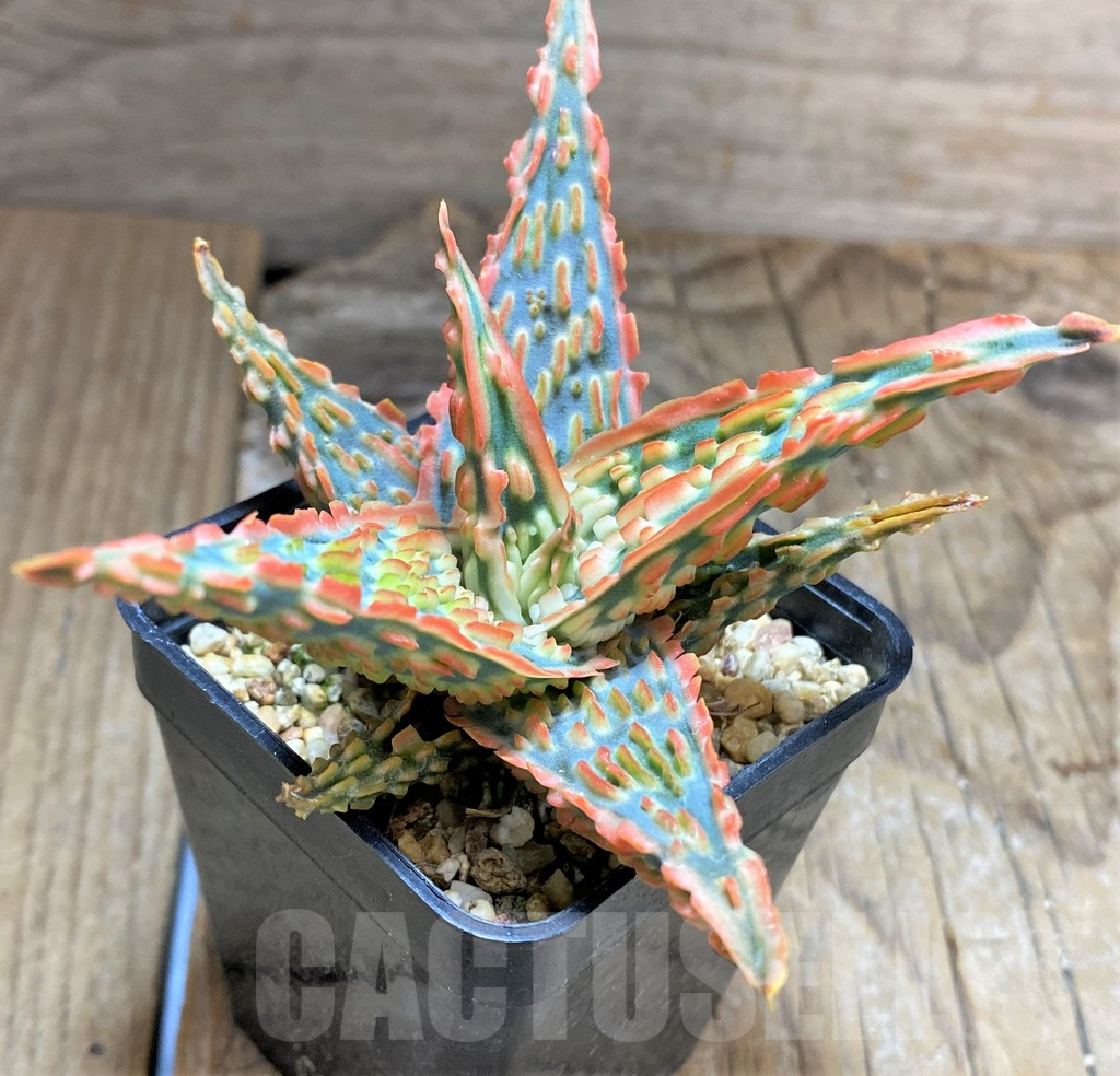 SHPR34651 Aloe TCT hybrid