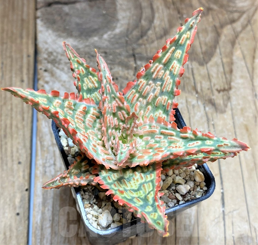 SHPR34652 Aloe TCT hybrid - Image 2