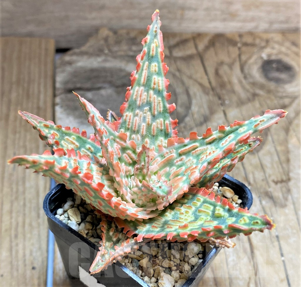 SHPR34652 Aloe TCT hybrid