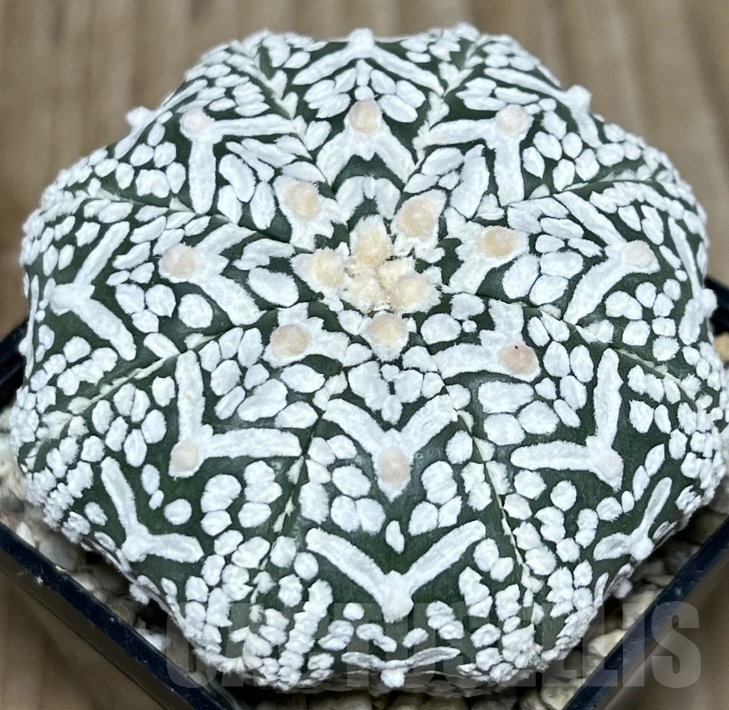 SHPR18124 Astrophytum asterias ‘Super Kabuto’ V-type - Image 2