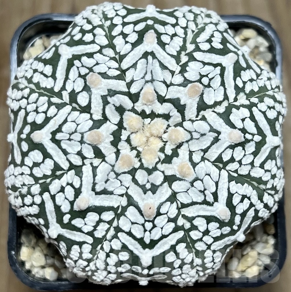 SHPR18124 Astrophytum asterias ‘Super Kabuto’ V-type
