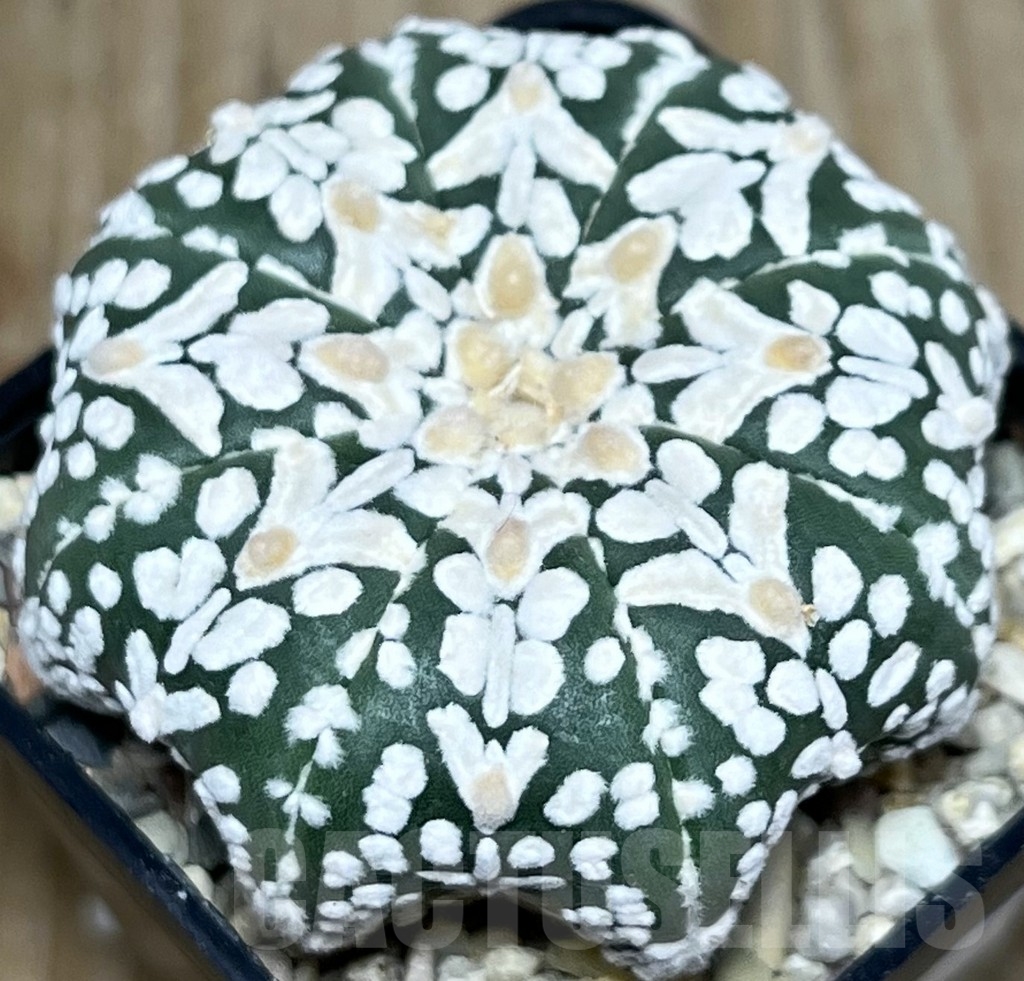 SHPR18125 Astrophytum asterias ‘Super Kabuto Miracle’ V-type - Image 2