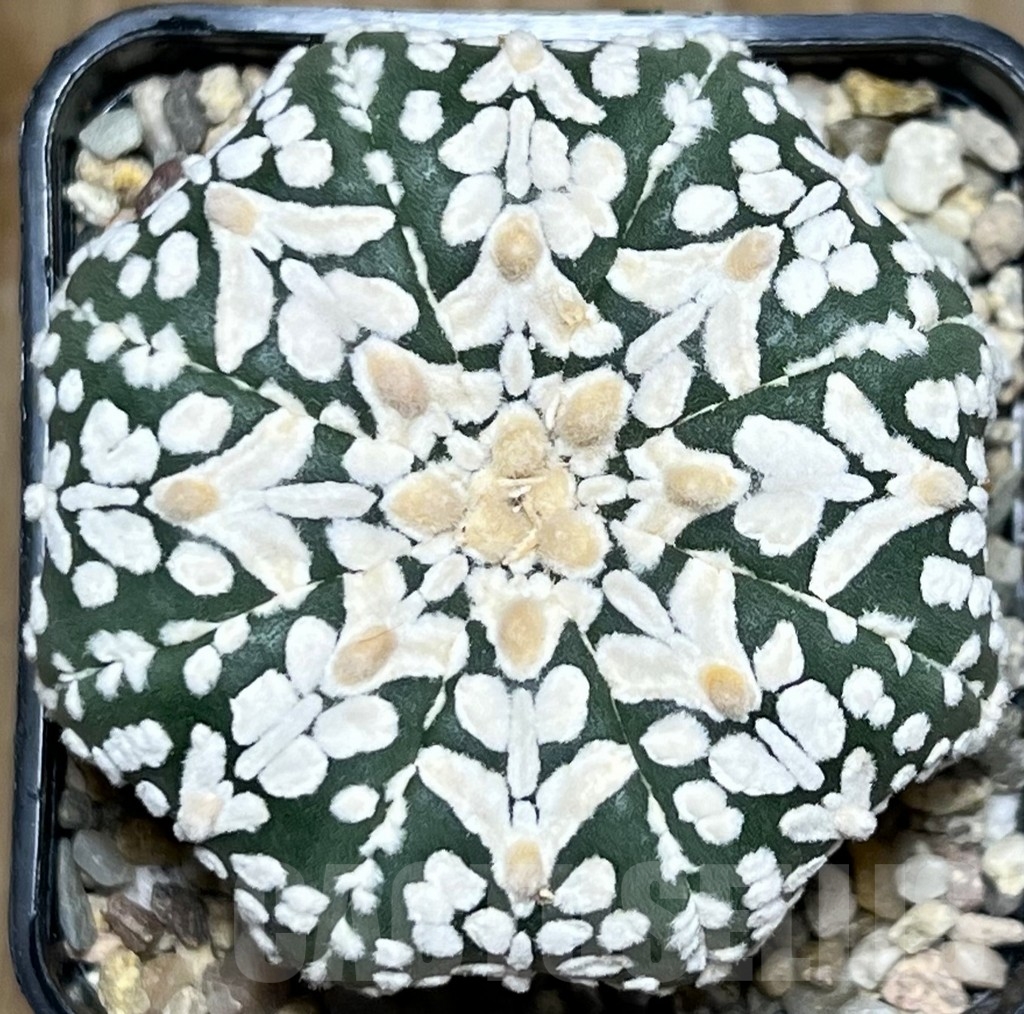SHPR18125 Astrophytum asterias ‘Super Kabuto Miracle’ V-type