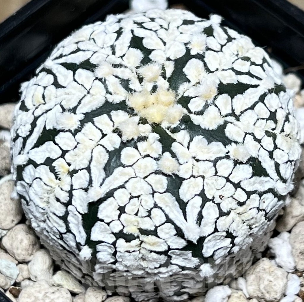 SHPR18126 Astrophytum asterias ‘Super Kabuto’ V-type - Image 2
