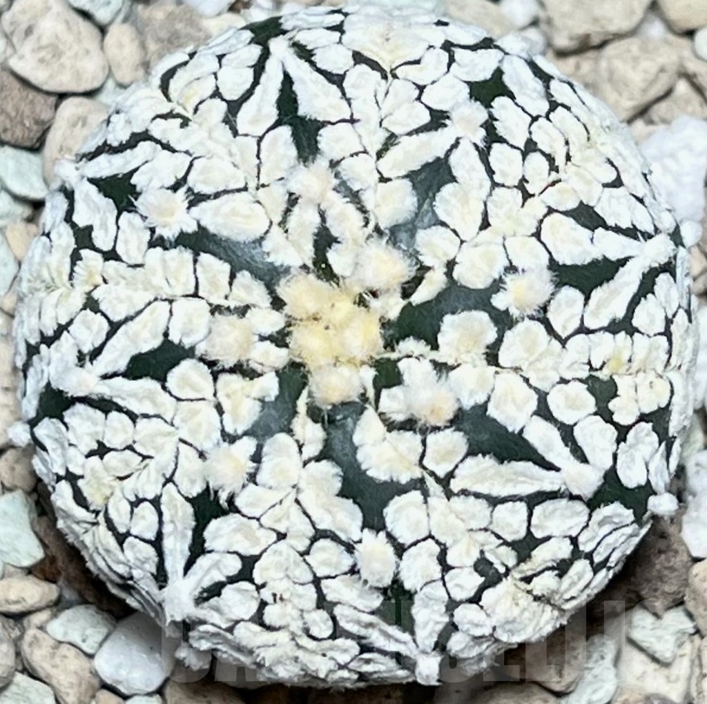 SHPR18126 Astrophytum asterias ‘Super Kabuto’ V-type