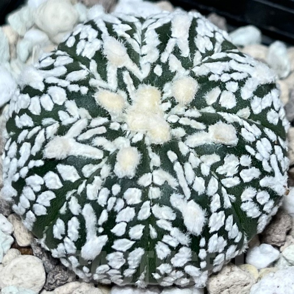 SHPR18127 Astrophytum asterias ‘Super Kabuto’ V-type - Image 2