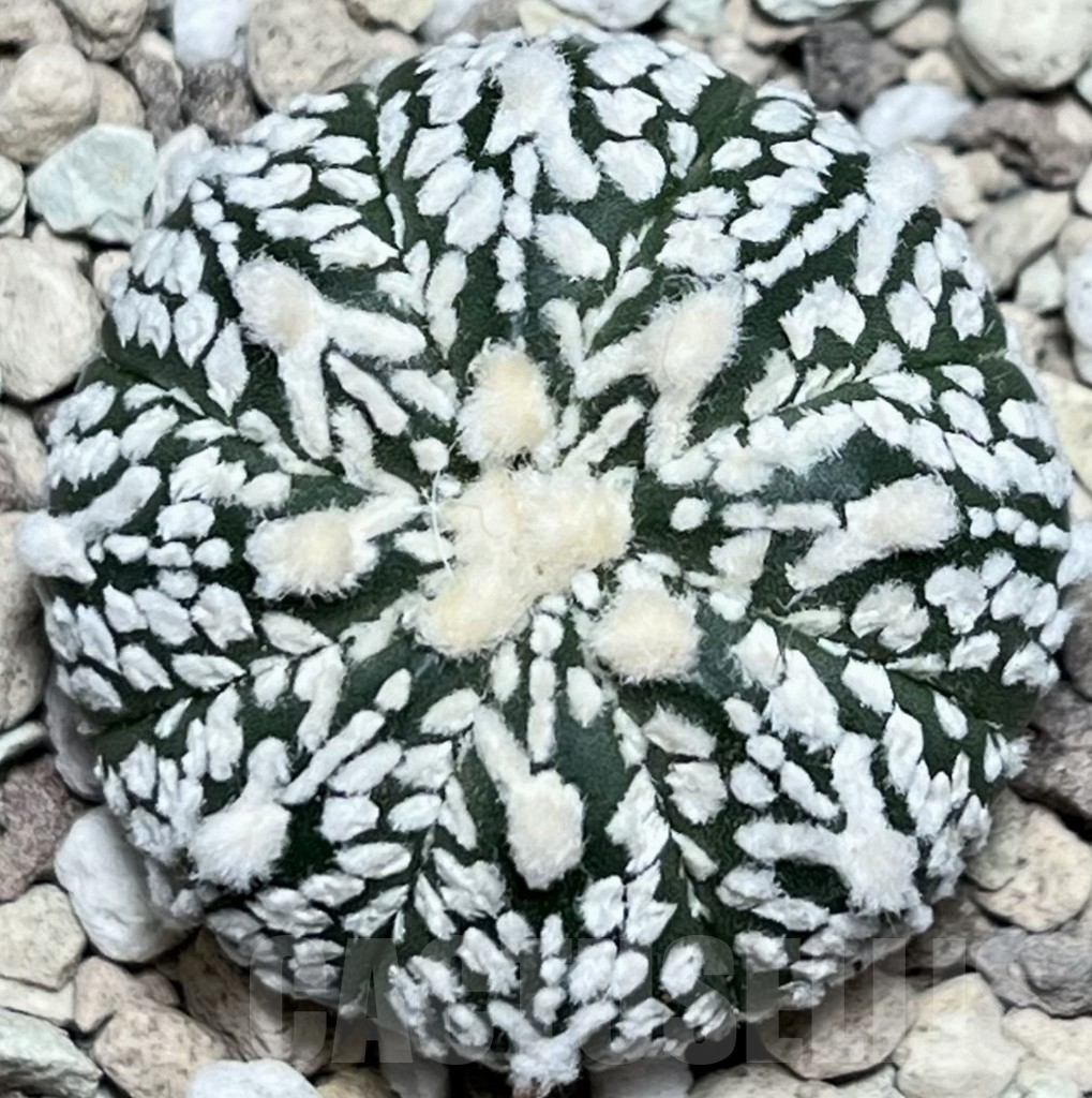 SHPR18127 Astrophytum asterias ‘Super Kabuto’ V-type