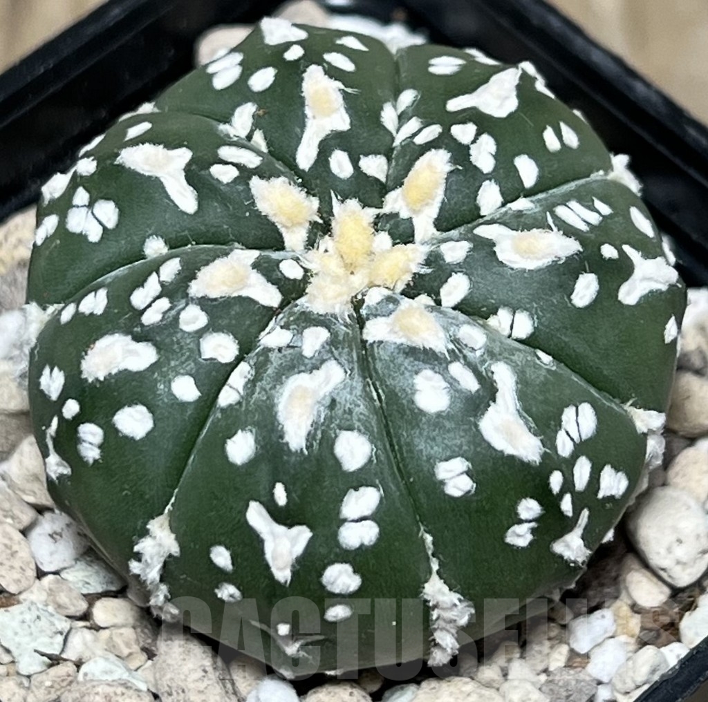 SHPR18128 Astrophytum asterias ‘Super Kabuto’ V-type - Image 2