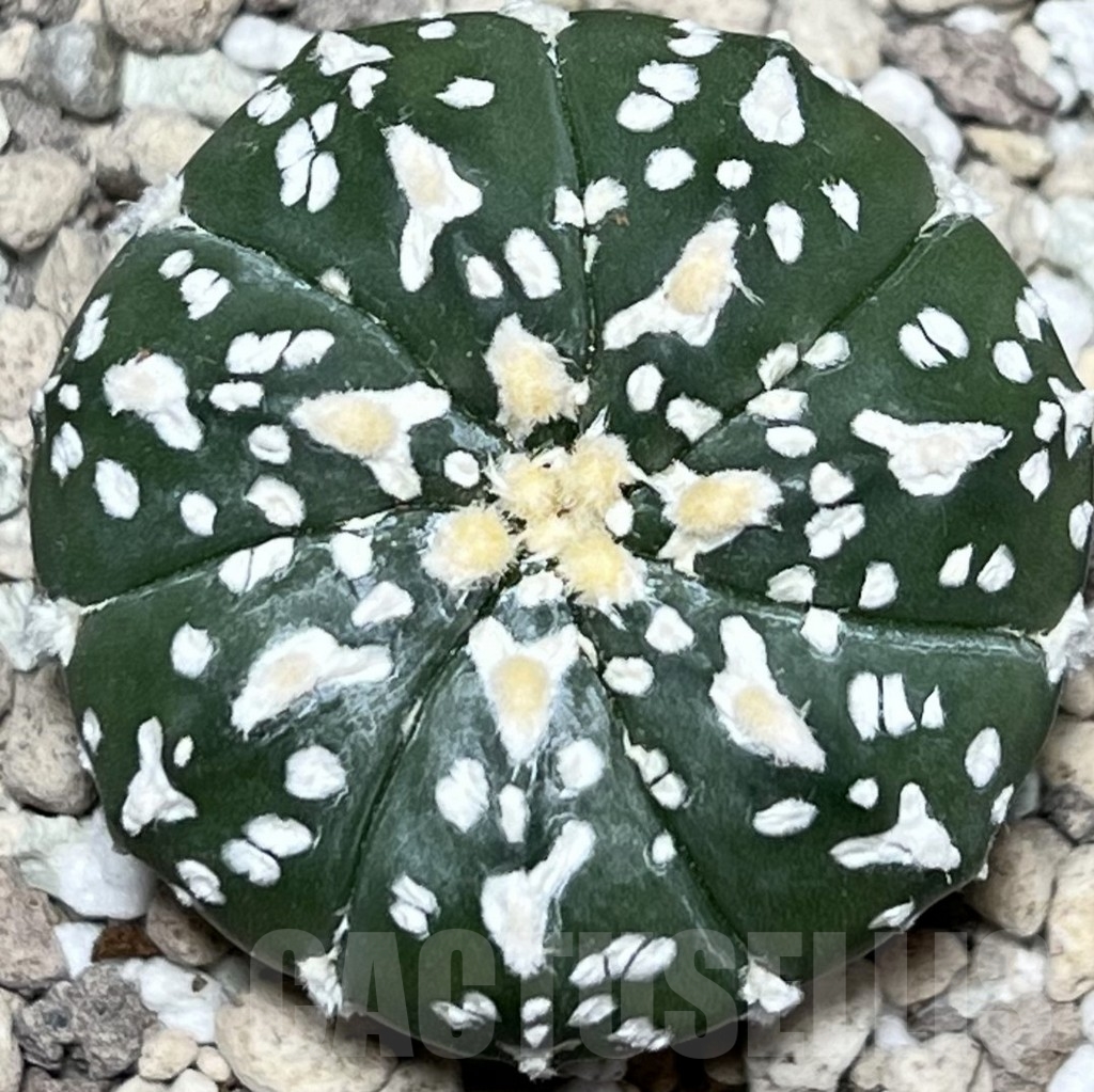 SHPR18128 Astrophytum asterias ‘Super Kabuto’ V-type