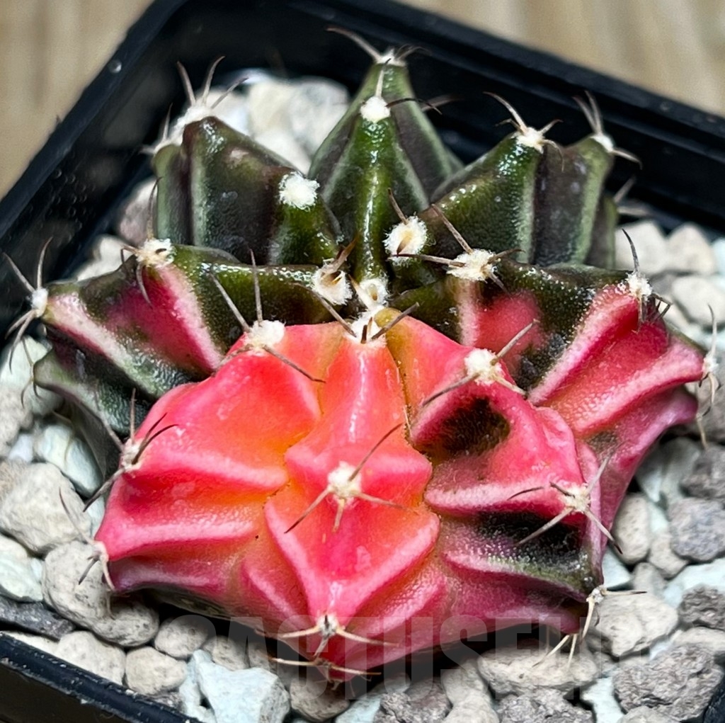SHPR18131 Gymnocalycium mihanovichii f. variegata - Image 2