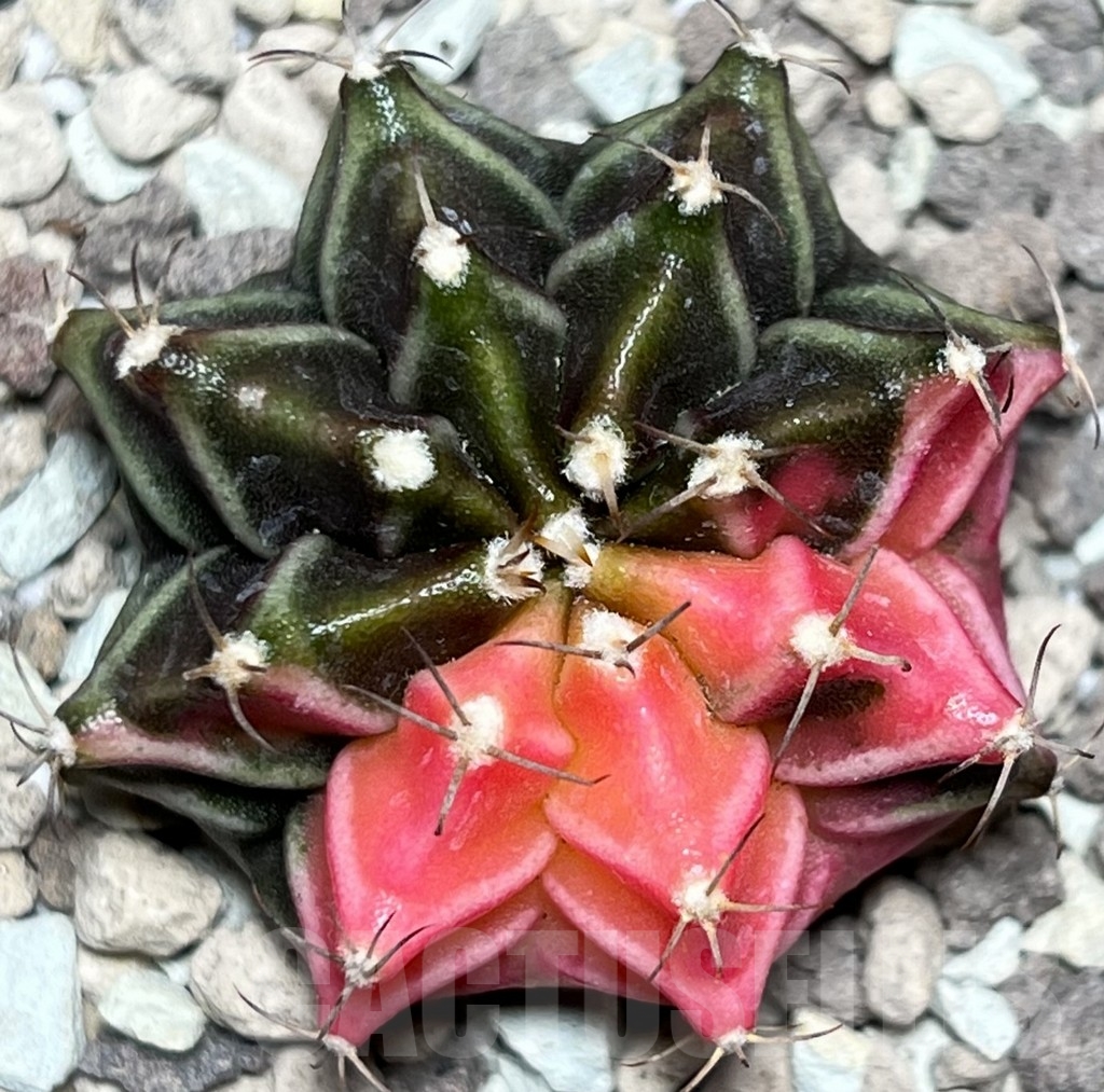 SHPR18131 Gymnocalycium mihanovichii f. variegata
