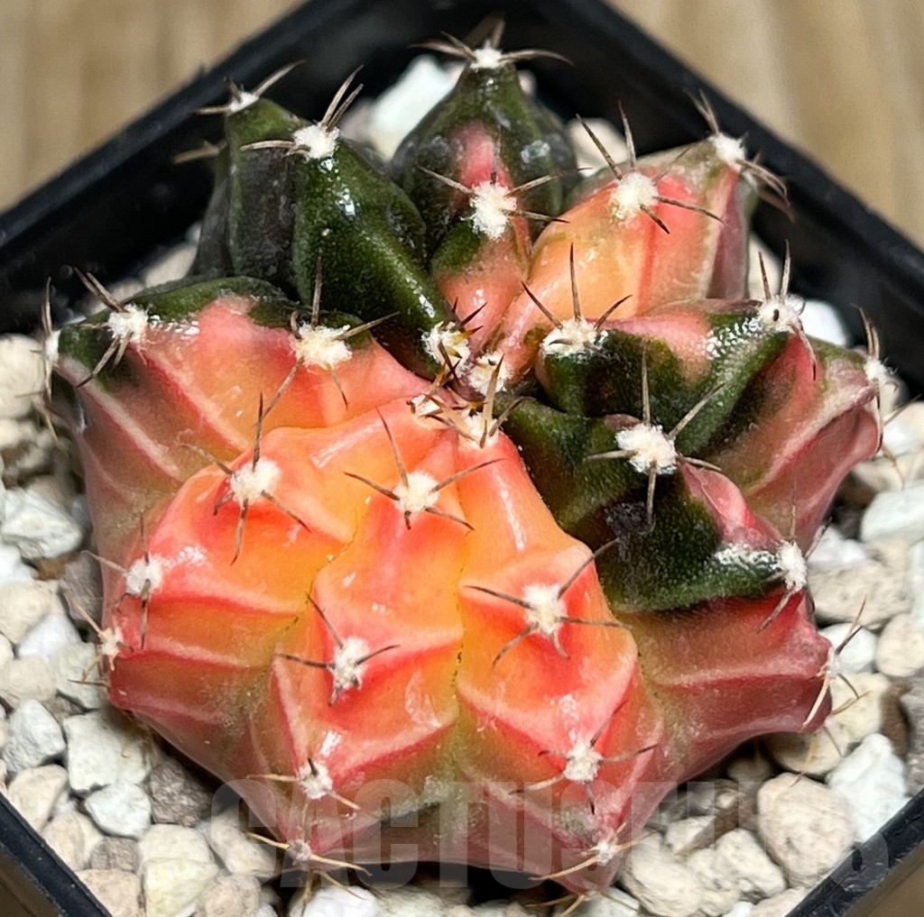 SHPR18132 Gymnocalycium mihanovichii f. variegata - Image 2